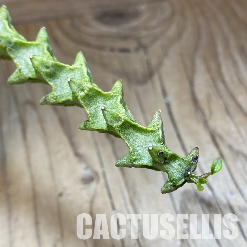 SH31565 Ceropegia simoneae ‘Green Form’