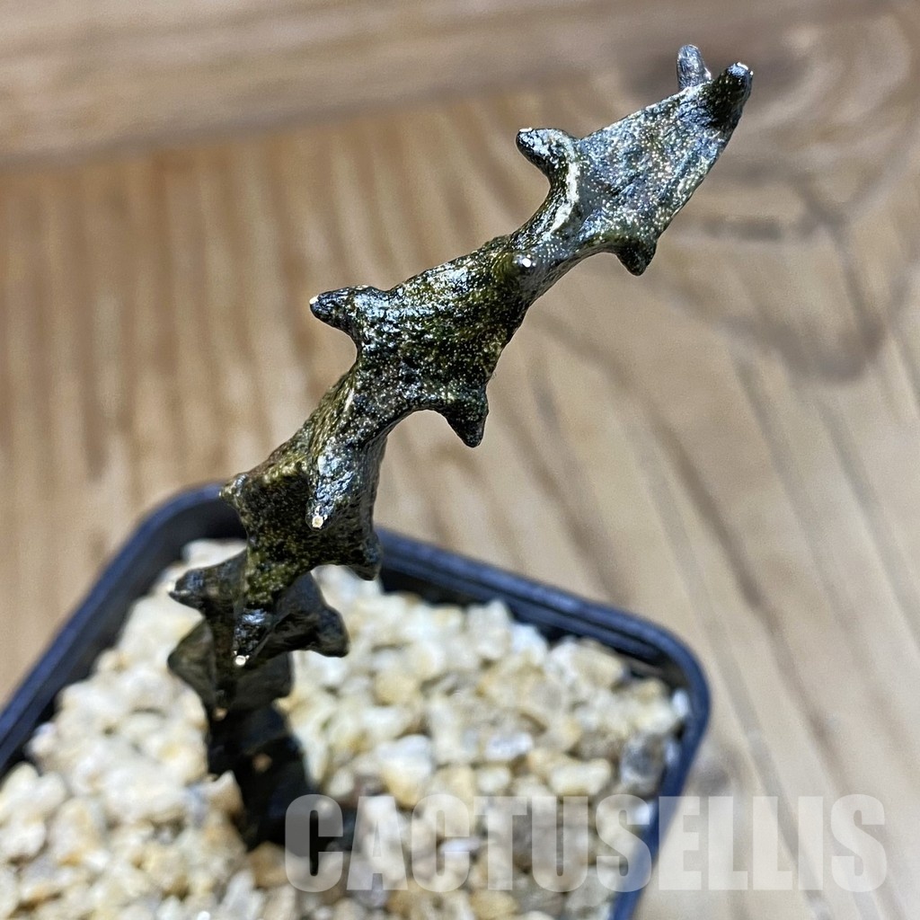 SH31566 Ceropegia bosseri