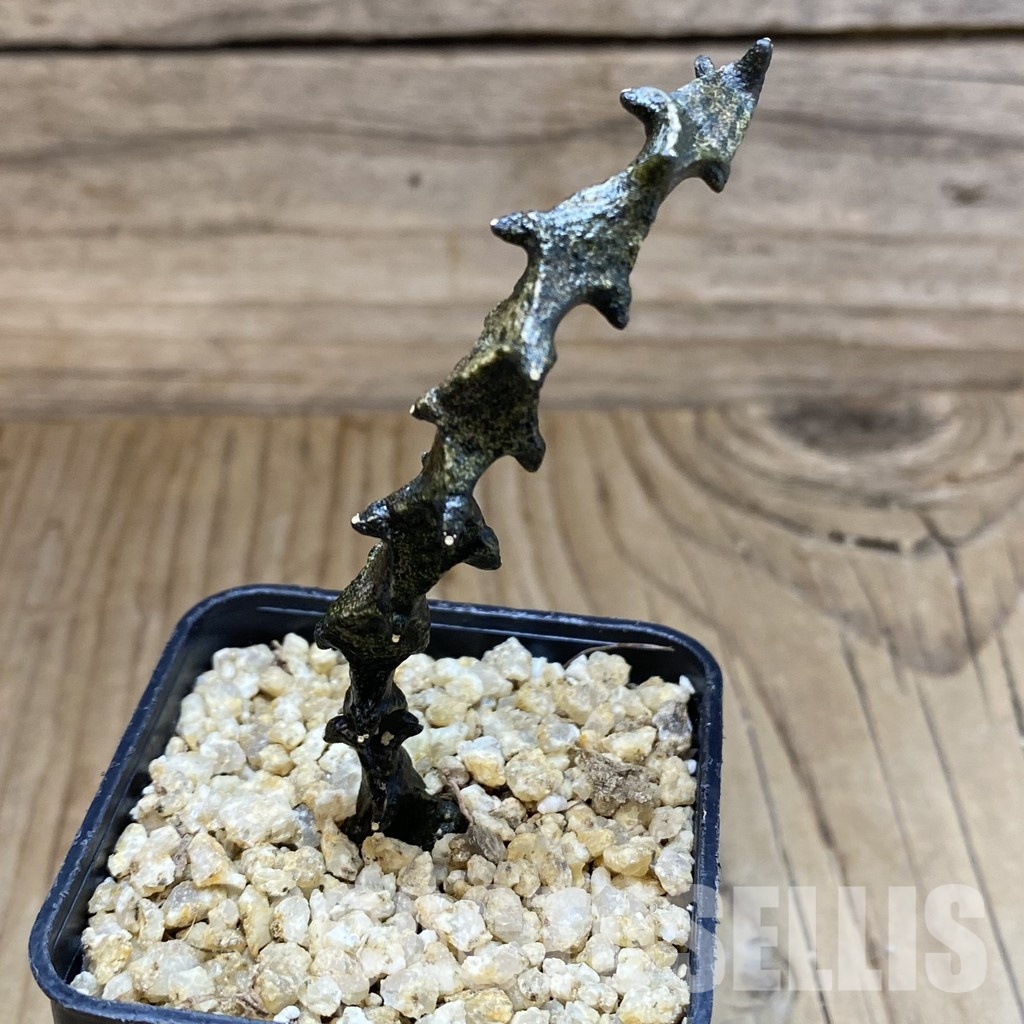 SH31566 Ceropegia bosseri - 画像 (2)