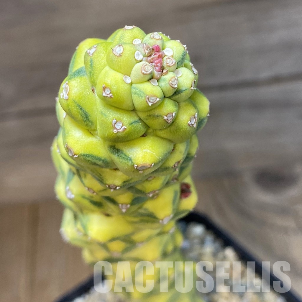 SH31567 Monadenium ritchiei f. variegata