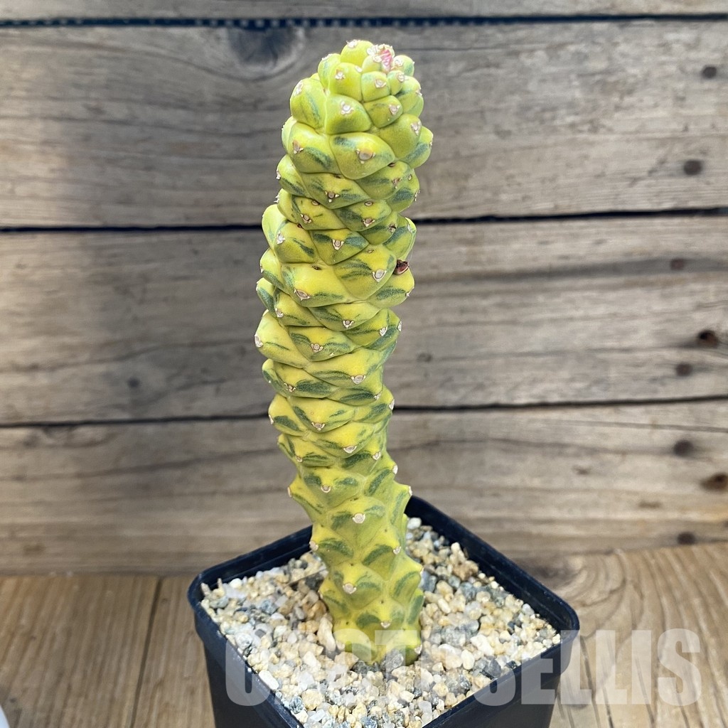 SH31567 Monadenium ritchiei f. variegata - 画像 (2)