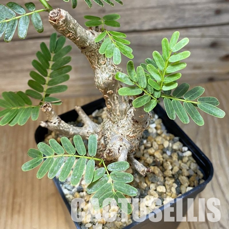 SH31568 Senna meridionalis