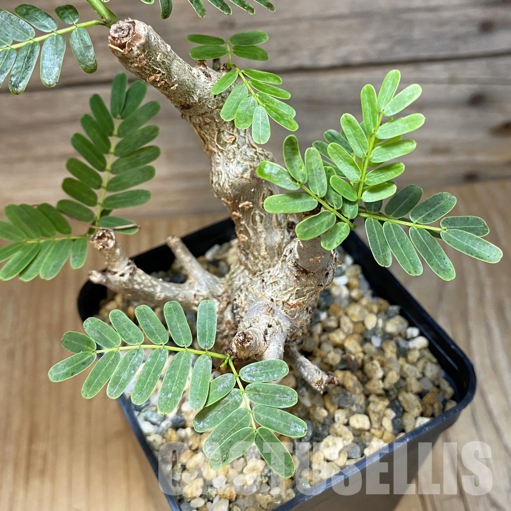 SH31568 Senna meridionalis