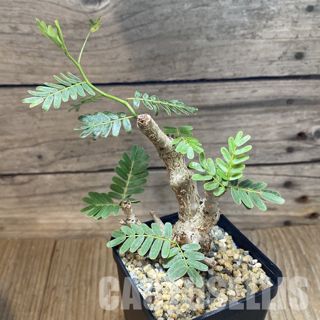 SH31568 Senna meridionalis - 画像 (2)