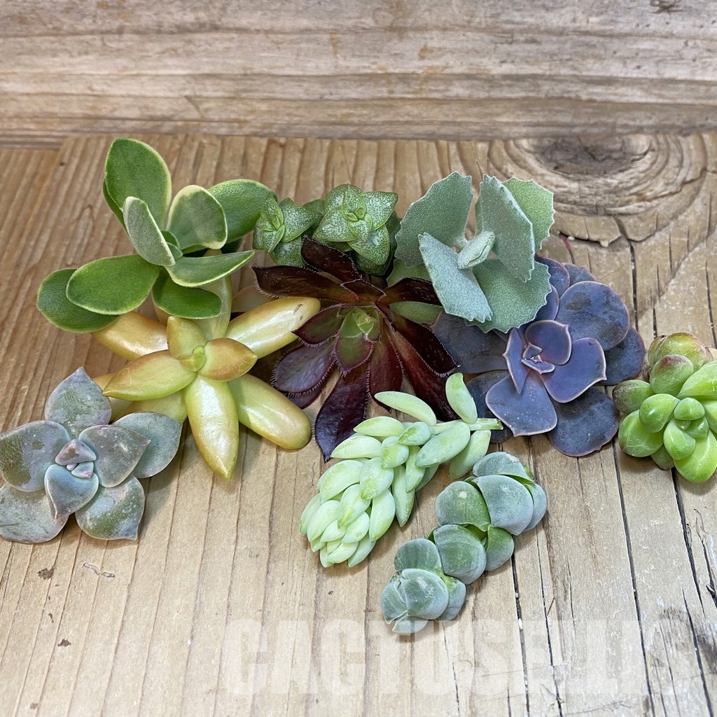 SH31671 Succulents mix, cuted