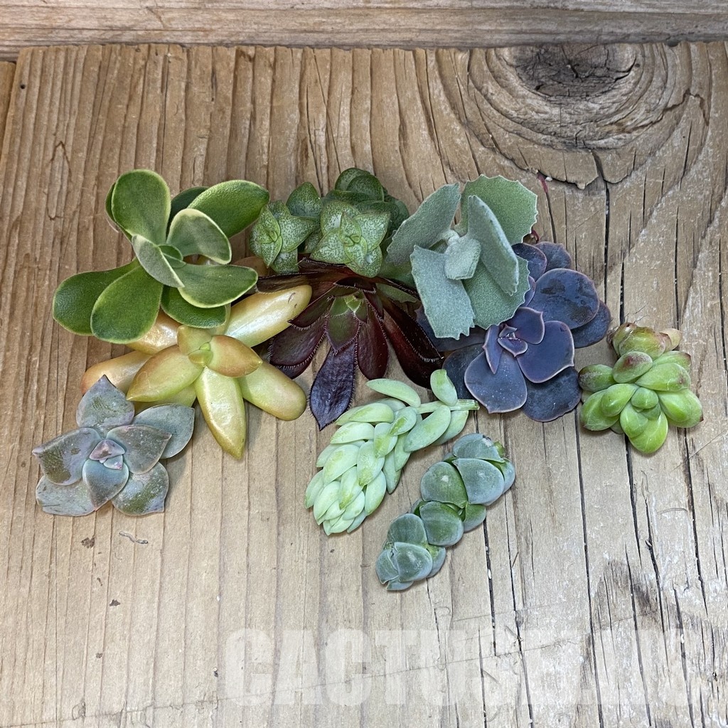 SH31671 Succulents mix, cuted - Image 2
