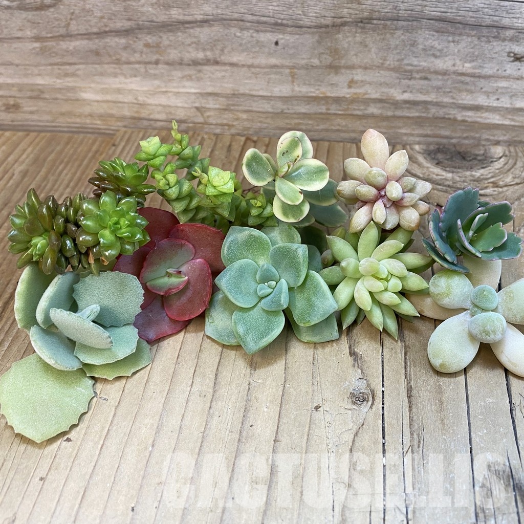 SH31672 Succulents mix, cuted