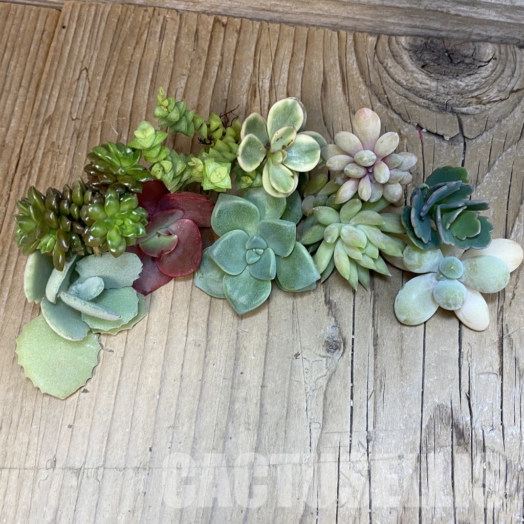 SH31672 Succulents mix, cuted - Image 2