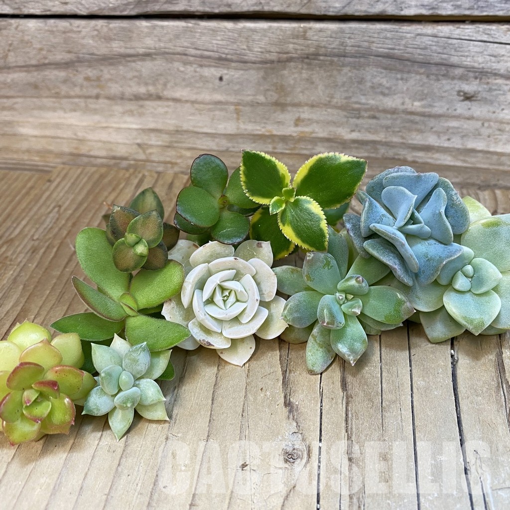 SH31673 Succulents mix, cuted