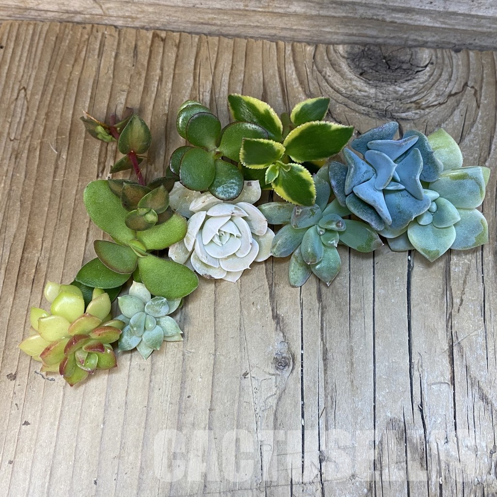 SH31673 Succulents mix, cuted - Image 2