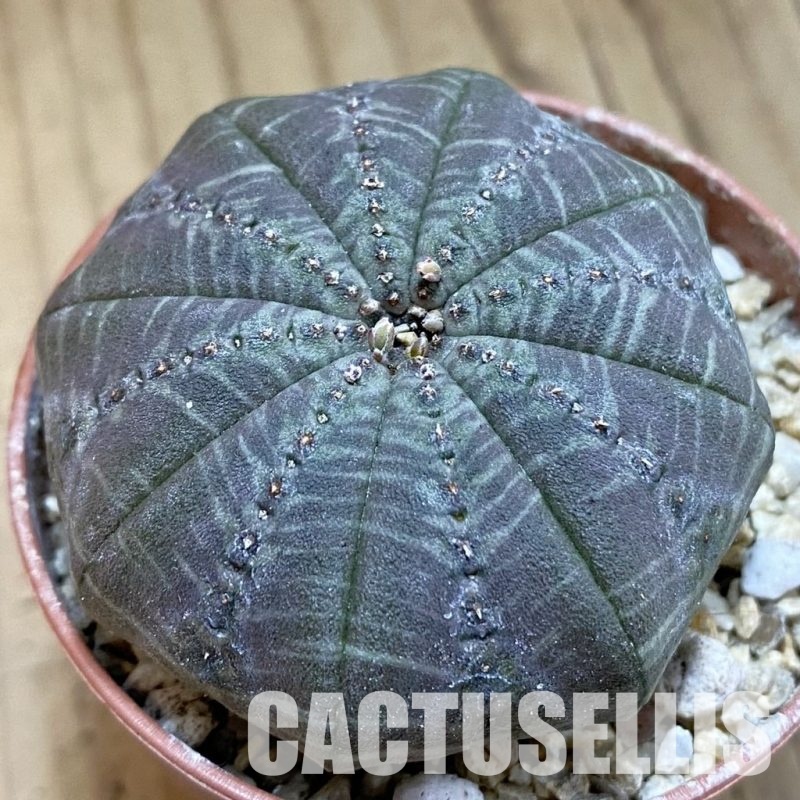 SH31705 Euphorbia symmetrica