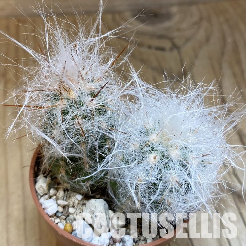 SH31706 Oreocereus trollii, seedling 2 plants