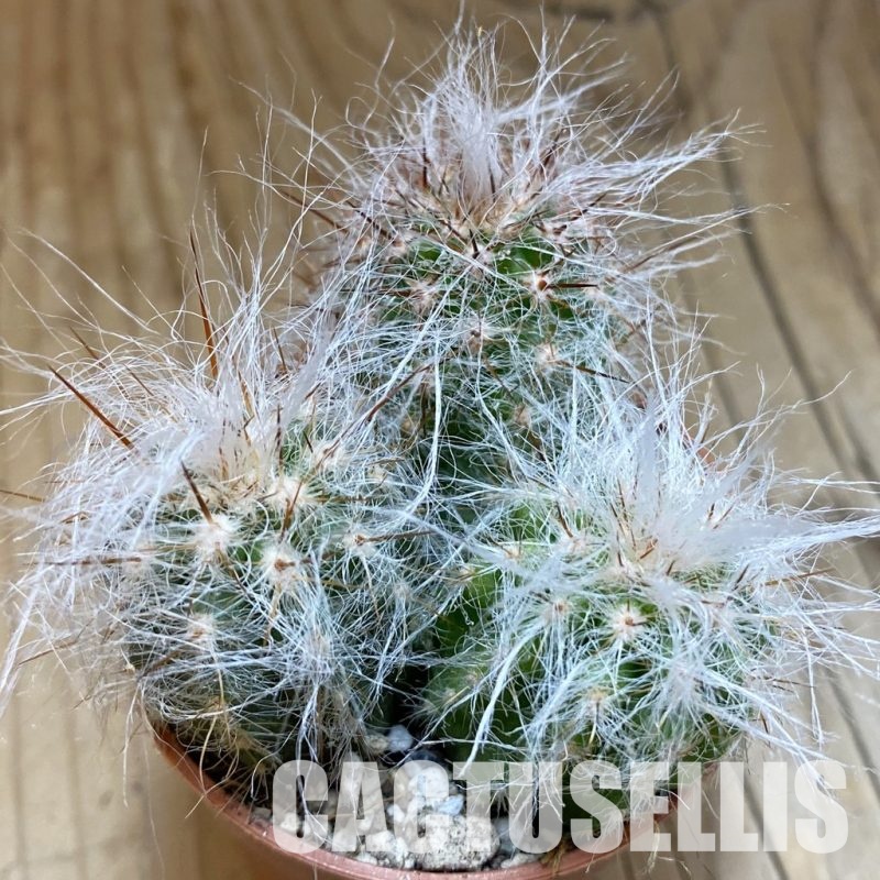 SH31707 Oreocereus trollii, seedling 3 plants