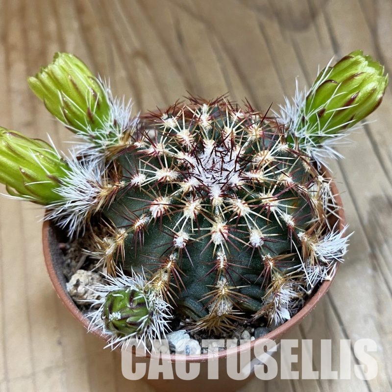 SH31708 Echinocereus viridiflorus