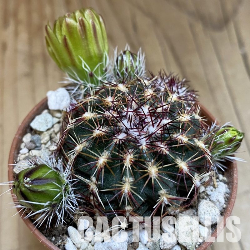 SH31709 Echinocereus viridiflorus