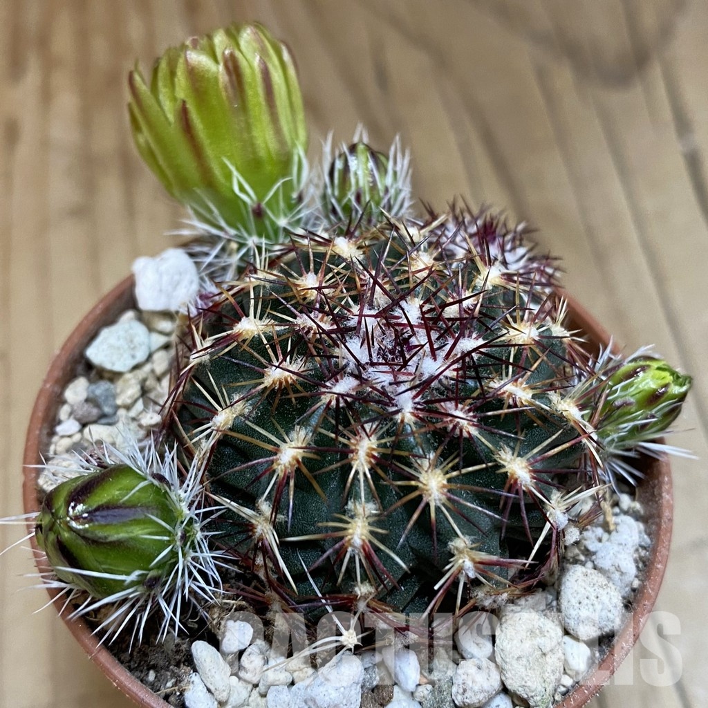 SH31709 Echinocereus viridiflorus
