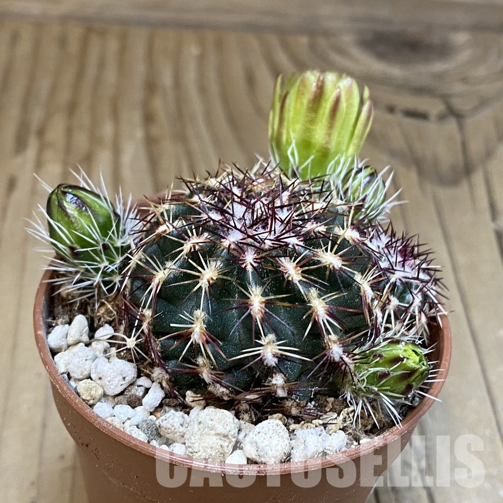 SH31709 Echinocereus viridiflorus - Image 2