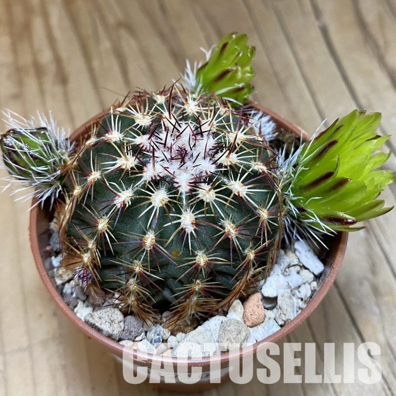 SH31710 Echinocereus viridiflorus