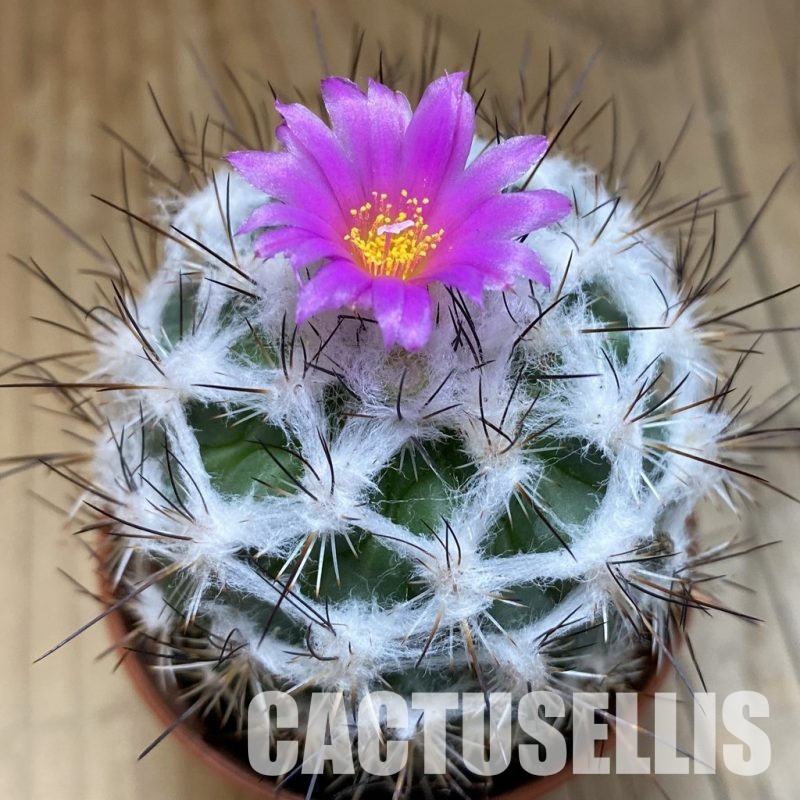 SH31711 Turbinicarpus saueri