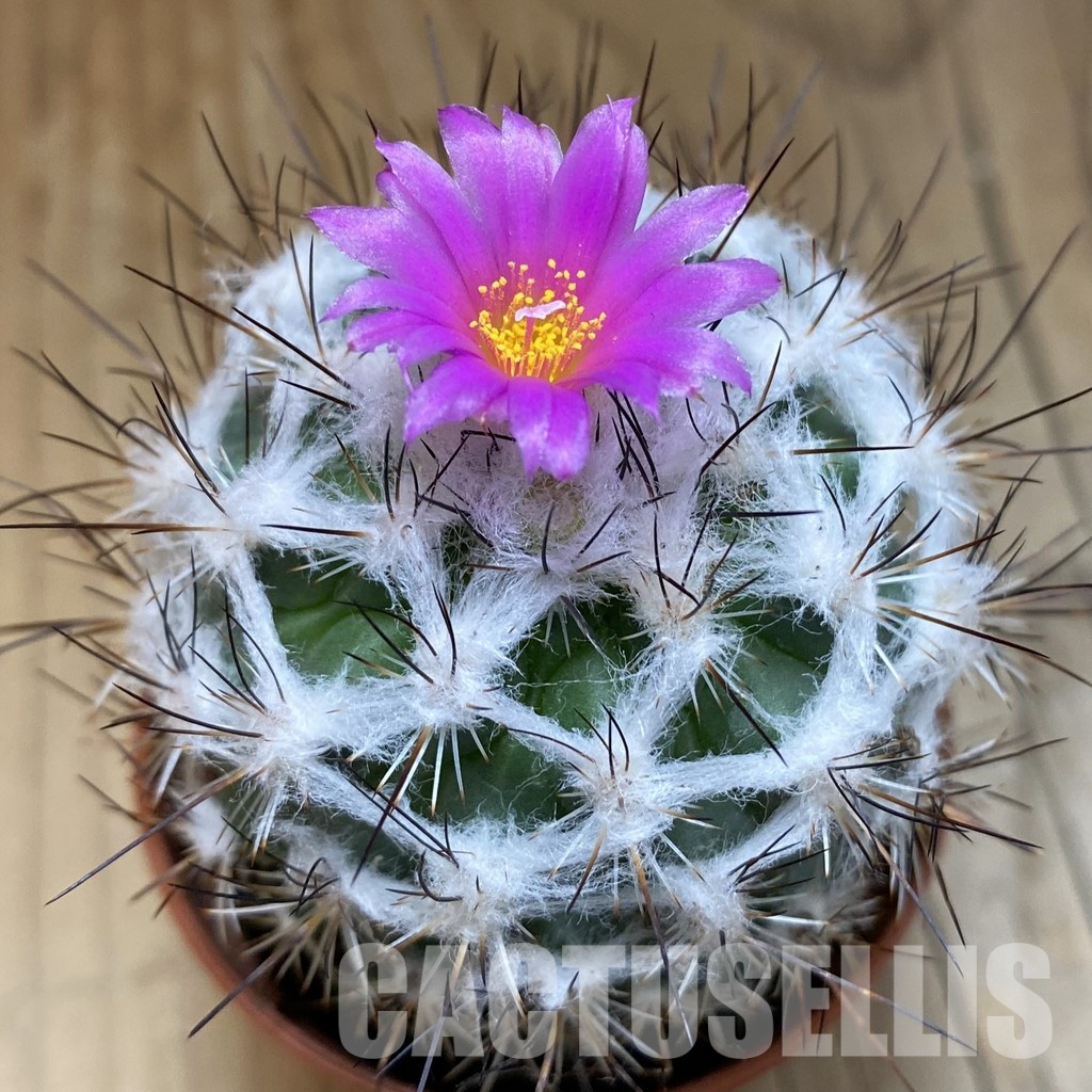 SH31711 Turbinicarpus saueri