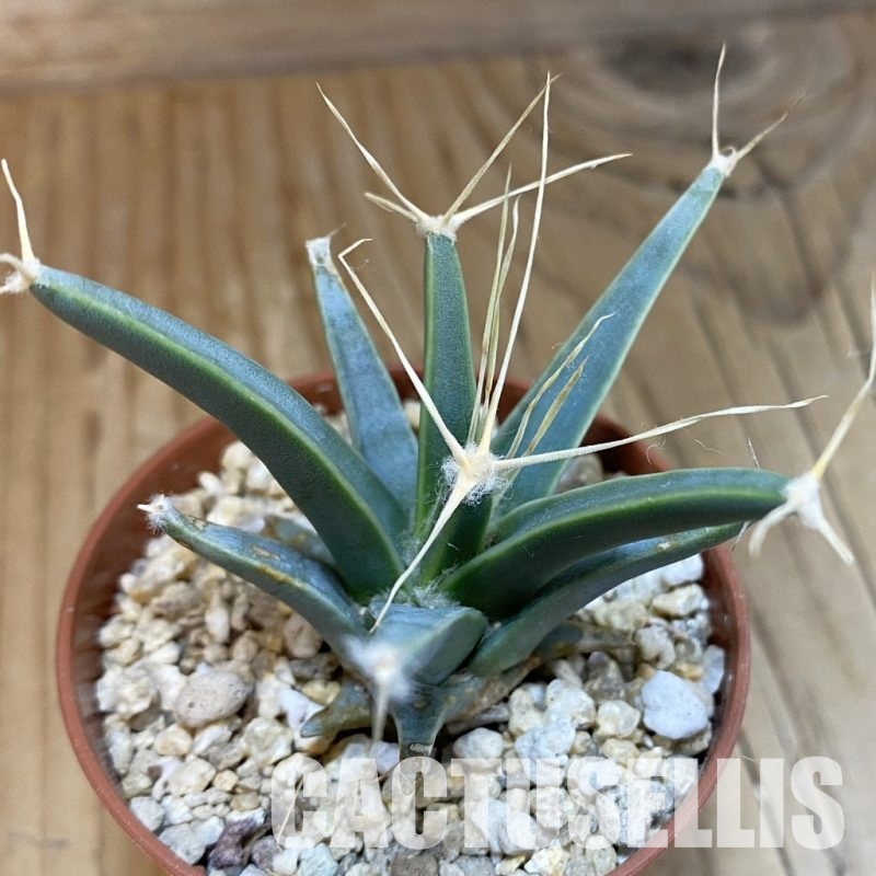 SH31677 Leuchtenbergia principis