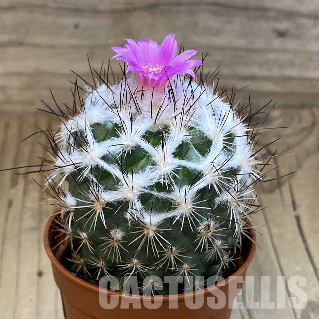 SH31711 Turbinicarpus saueri - Imagen 2