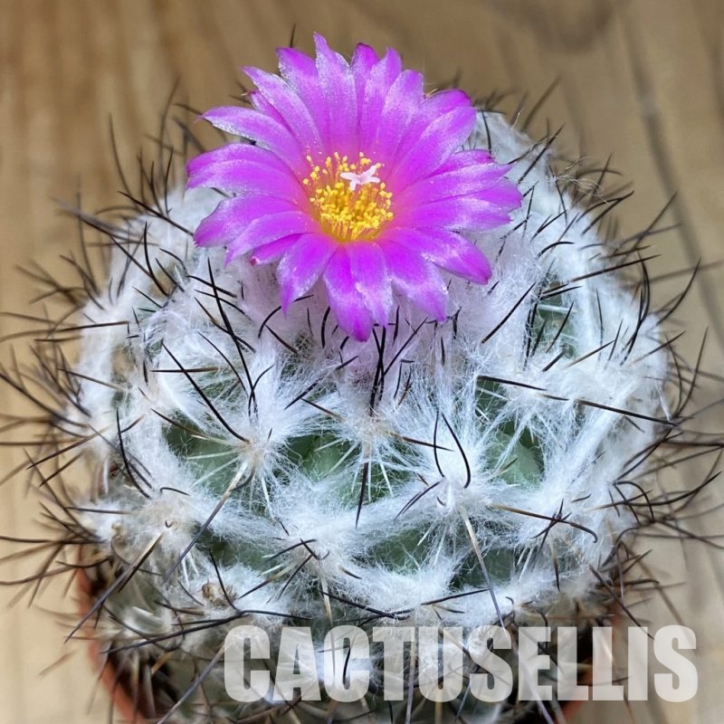 SH31712 Turbinicarpus saueri