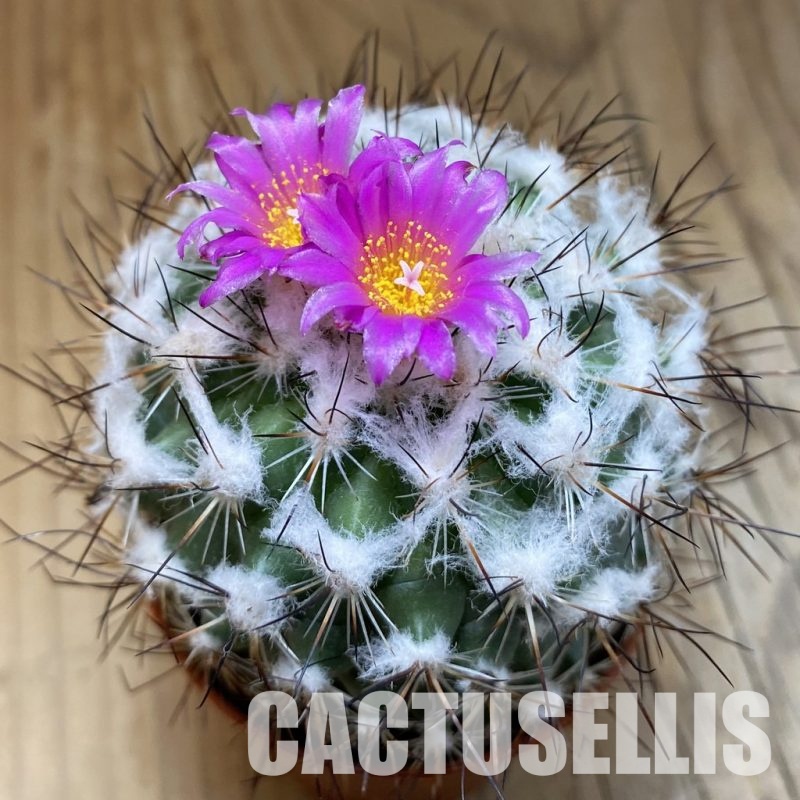 SH31713 Turbinicarpus saueri