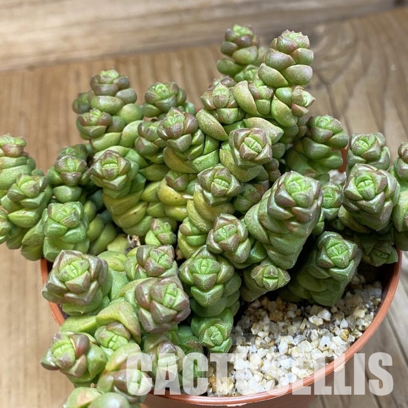 SH31715 Crassula marchandii