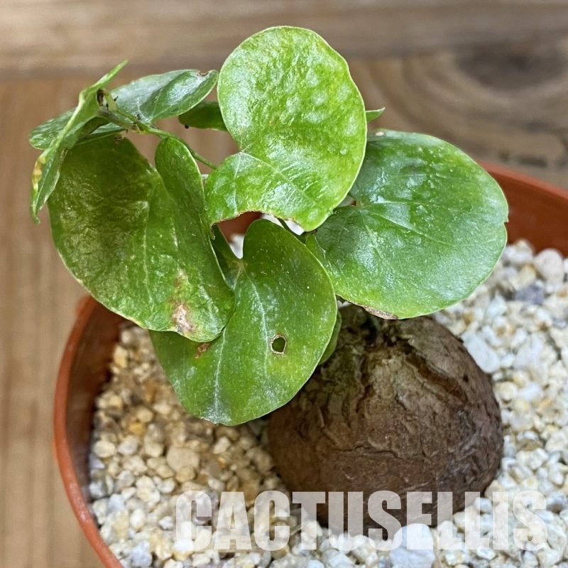 SHND31716 Dioscorea elephantipes