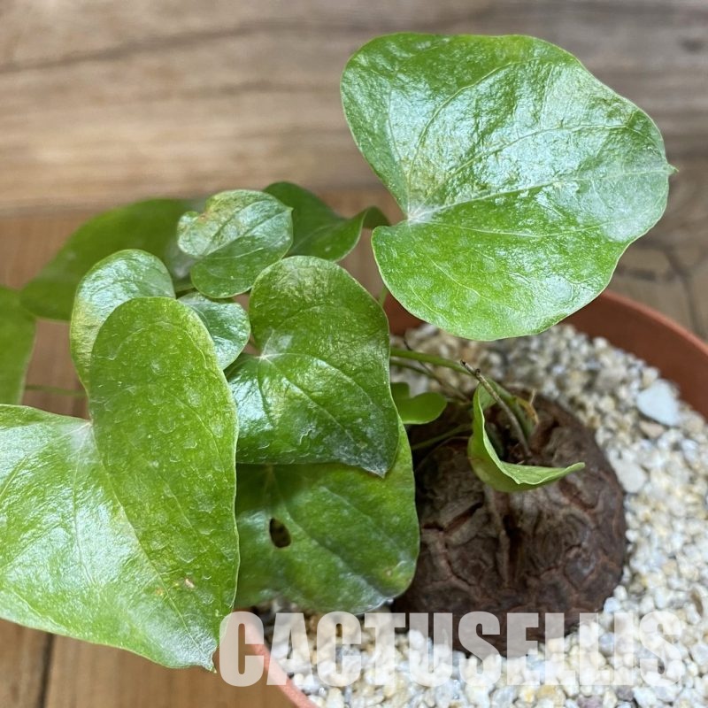 SH31717 Dioscorea elephantipes