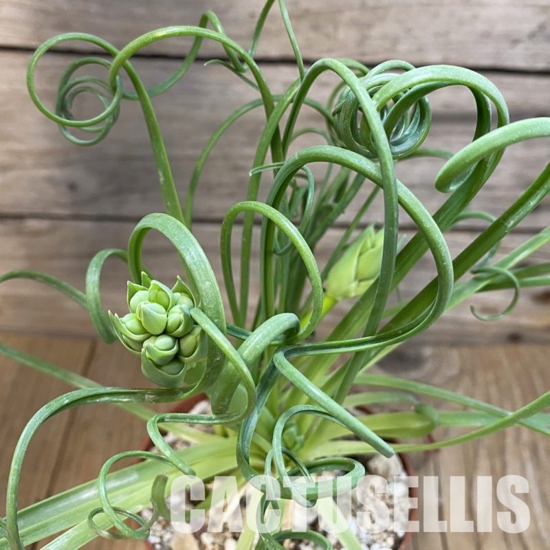 SH31719 Albuca spiralis