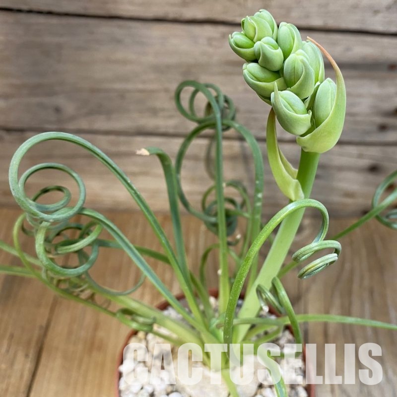 SH31720 Albuca spiralis