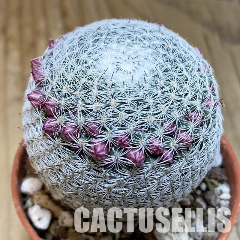 SH31678 Mammillaria microthele v. superfina