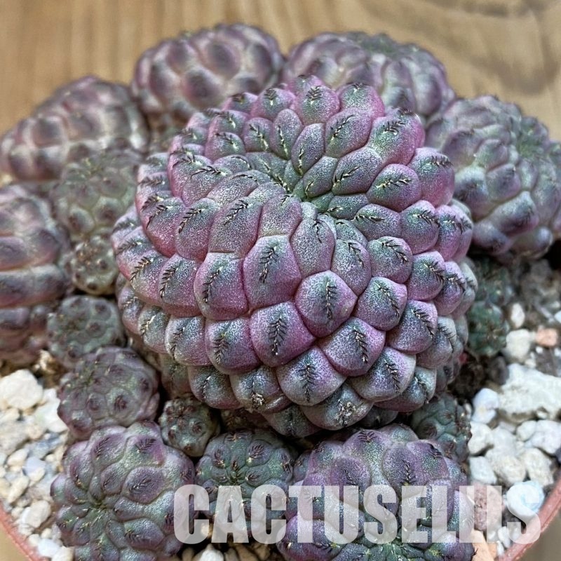 SH31722 Sulcorebutia rauschii