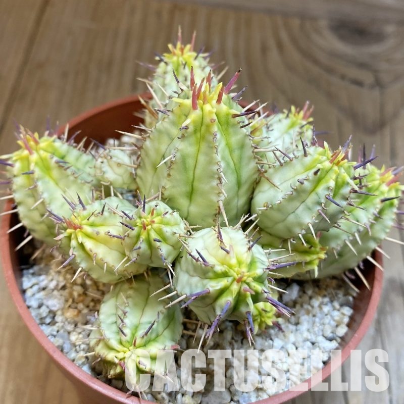 SH31725 Euphorbia aggregata f. variegata