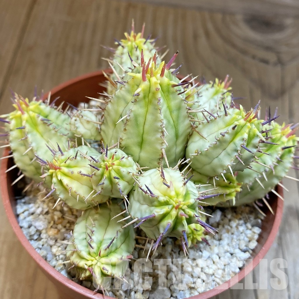 SH31725 Euphorbia aggregata f. variegata