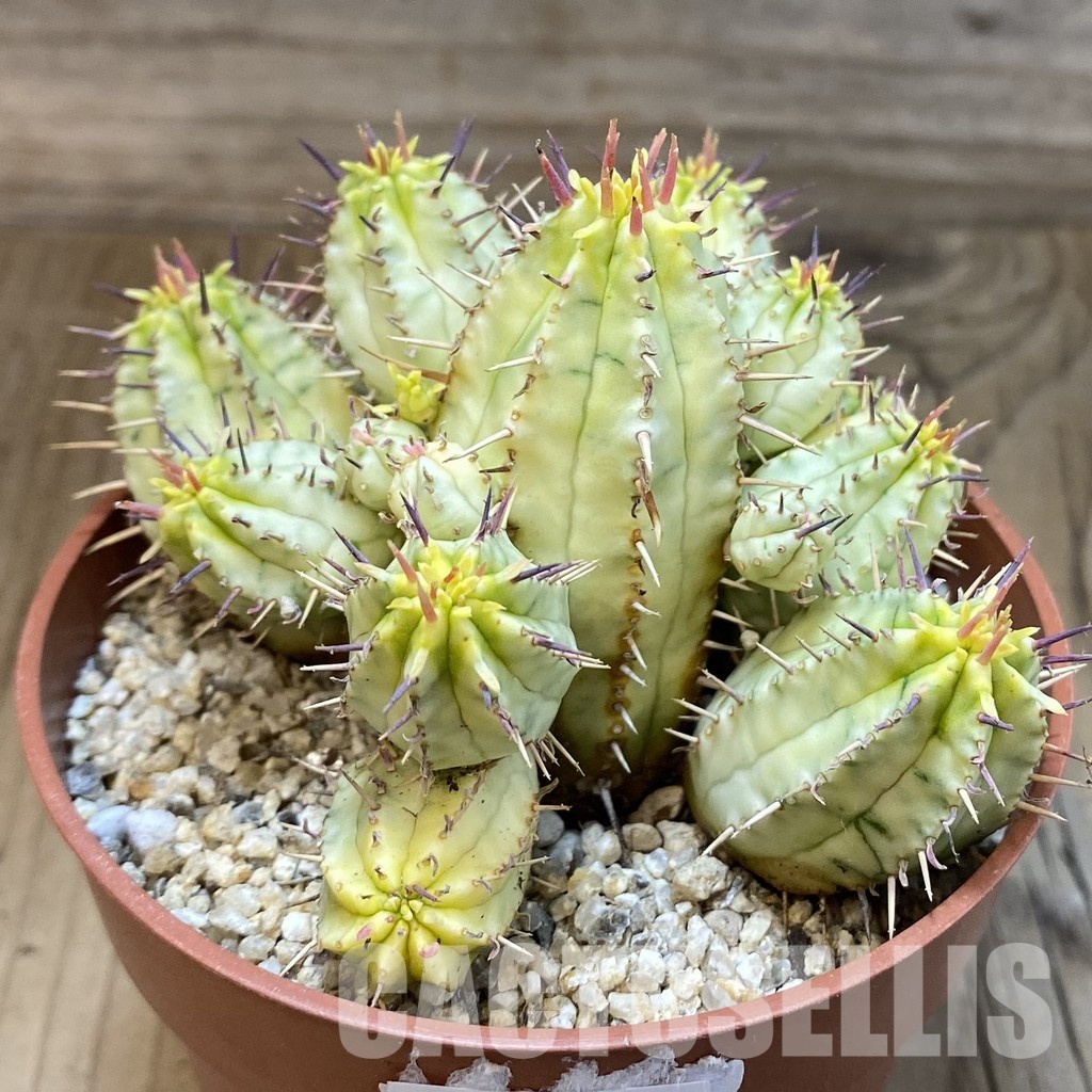 SH31725 Euphorbia aggregata f. variegata - Зображення 2