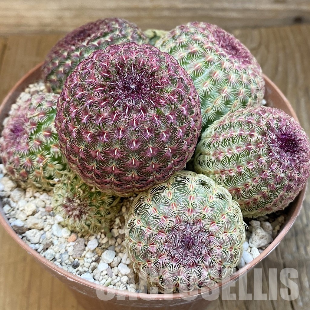 SH31726 Echinocereus rigidissimus v. rubispinus