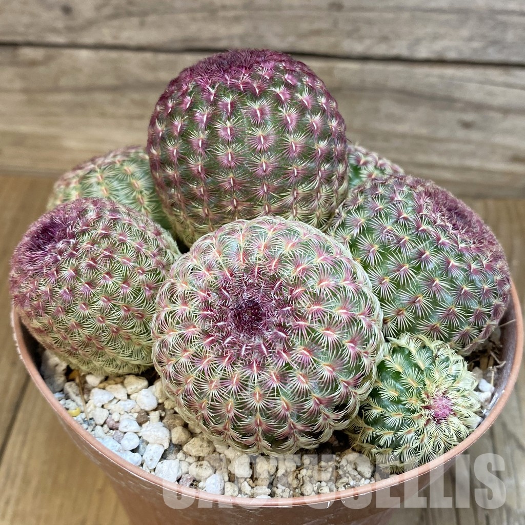 SH31726 Echinocereus rigidissimus v. rubispinus - Зображення 2