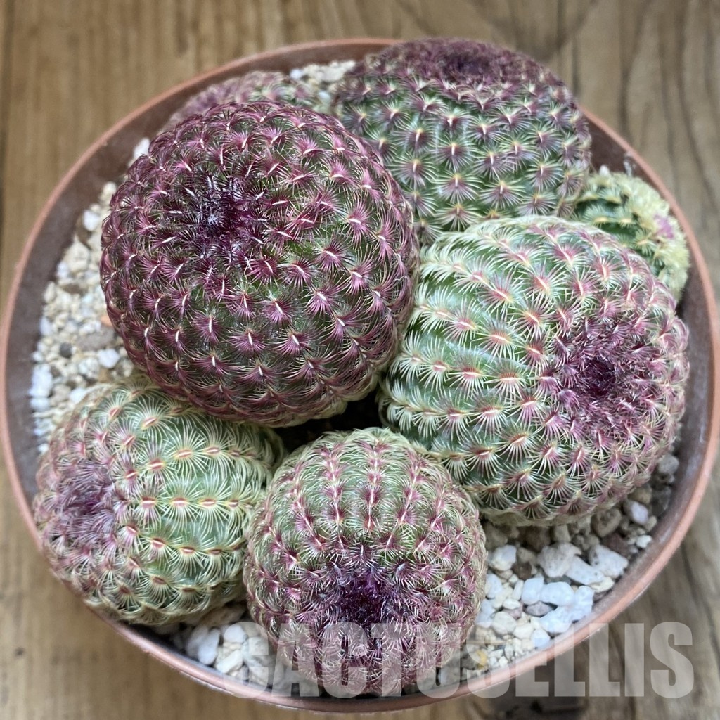 SH31726 Echinocereus rigidissimus v. rubispinus - Зображення 3