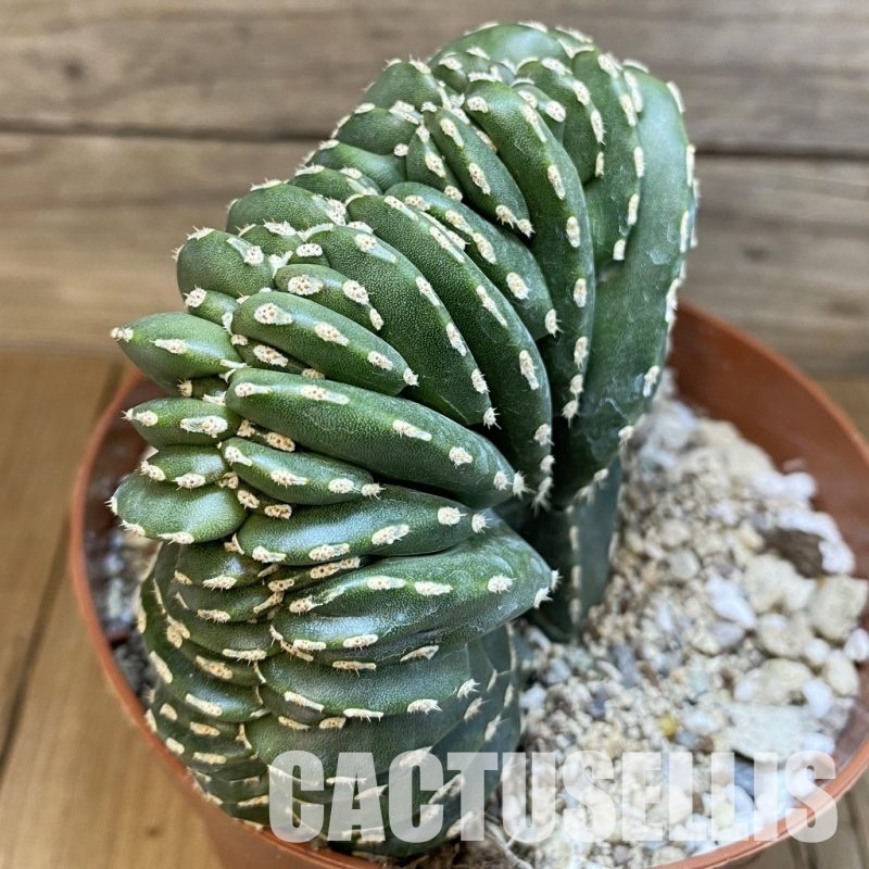 SH31727 Marginatocereus marginatus f. cristata