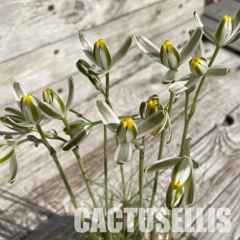 SH31728 Albuca humilis