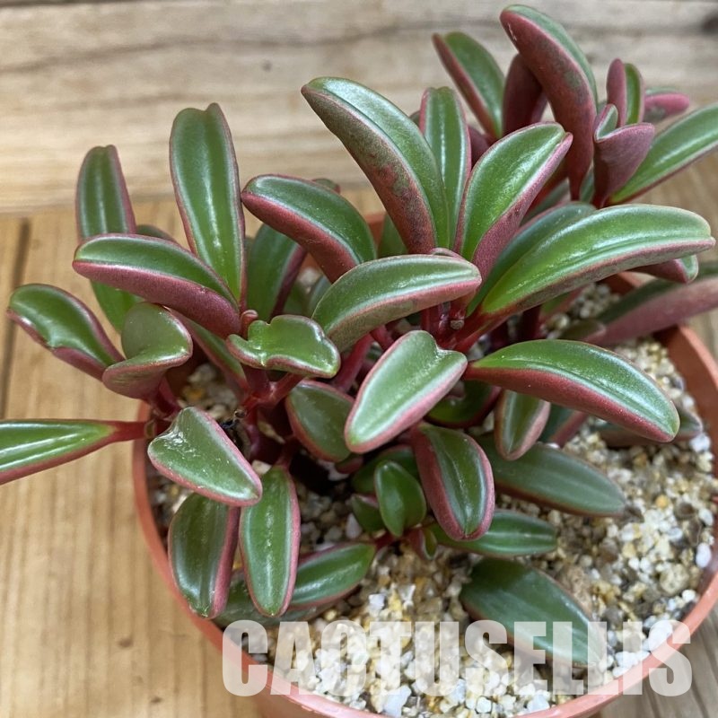 SH31729 Peperomia graveolens