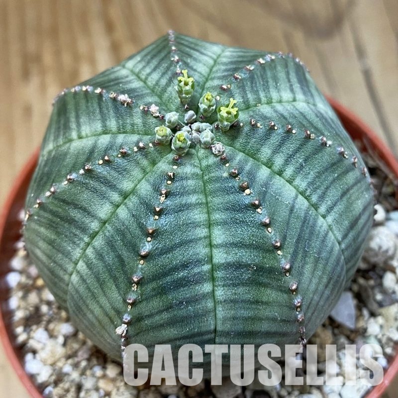 SET267 Euphorbia obesa ♀ ♂, 2 plants