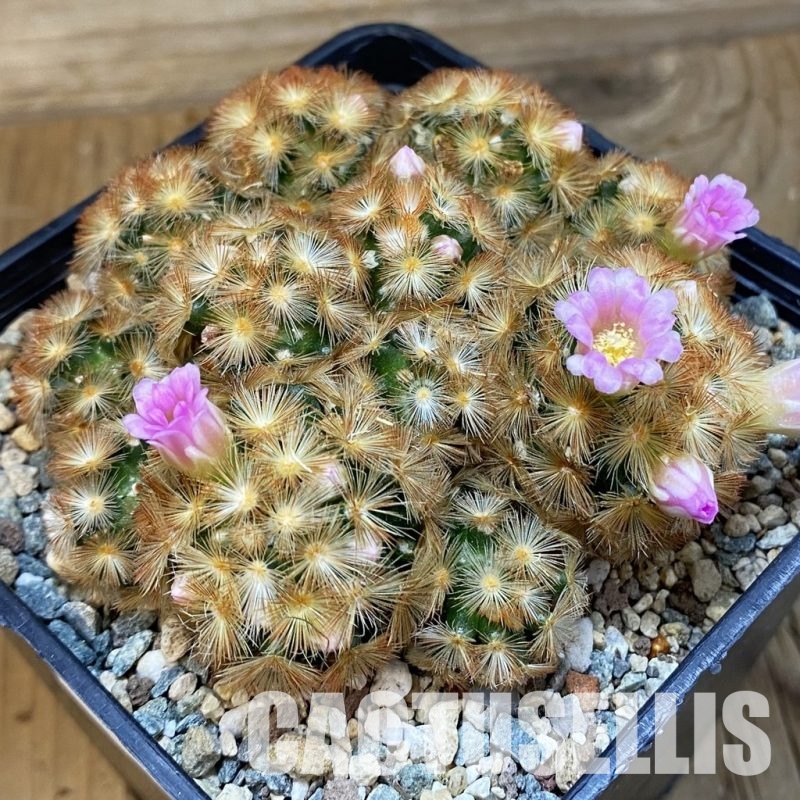 SH31731 Mammillaria carmenae