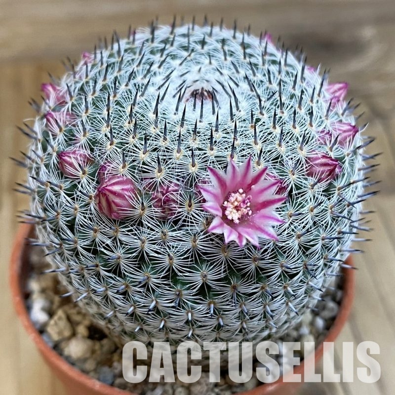 SH31679 Mammillaria microthele v. superfina