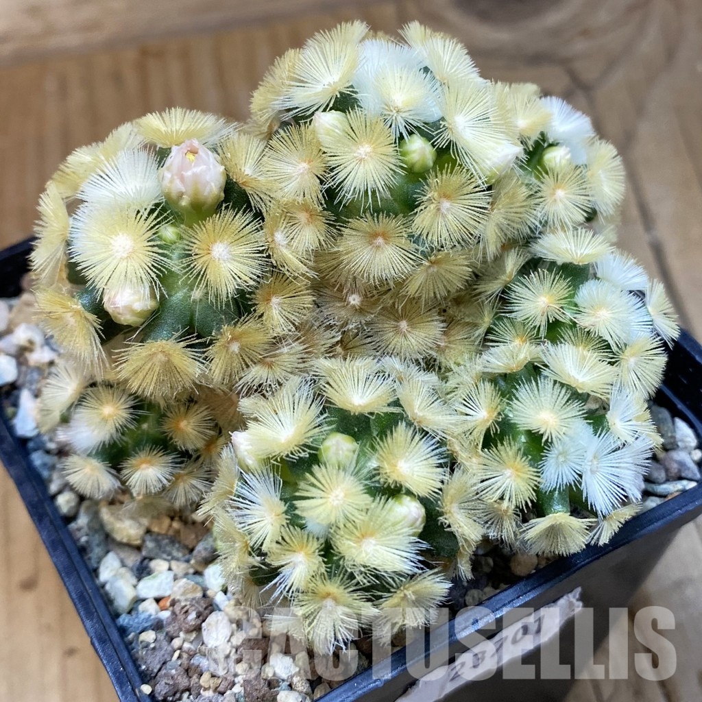 SH23701 Mammillaria carmenae ‘Buddha’ hybrid
