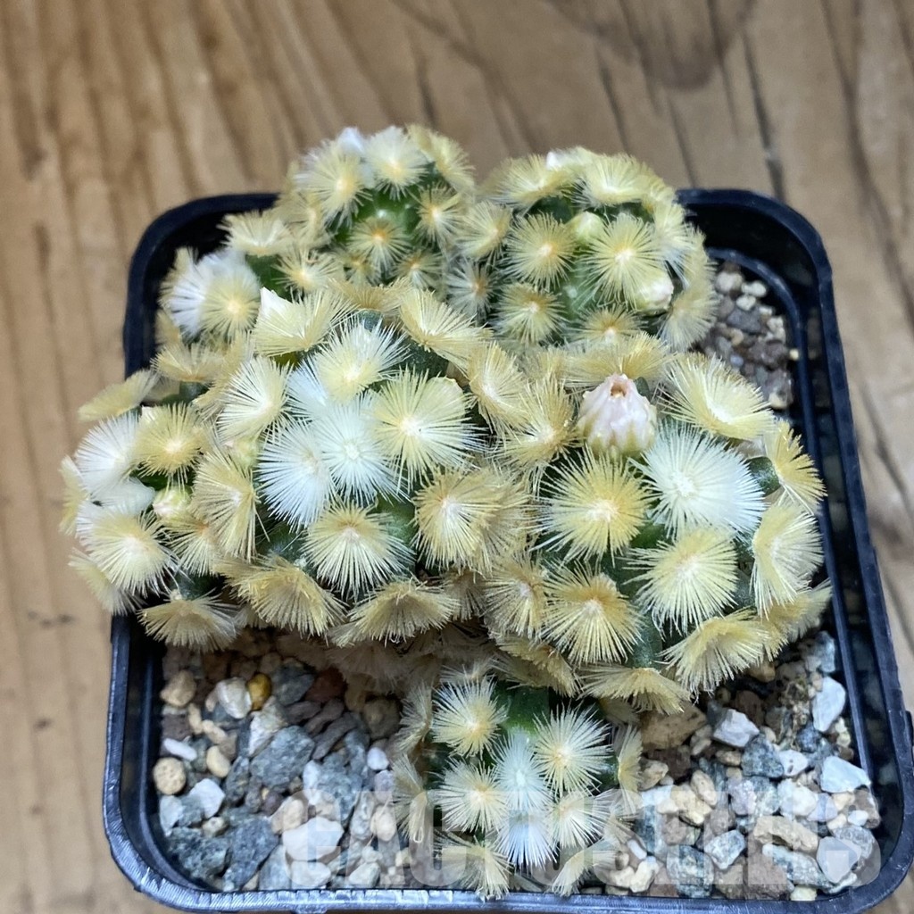 SH23701 Mammillaria carmenae ‘Buddha’ hybrid - Obrázek 2