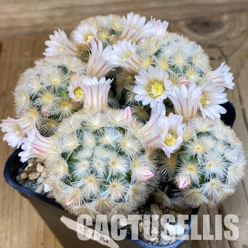 SH23700 Mammillaria carmenae ‘Buddha’ hybrid